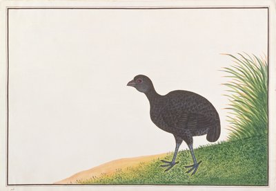 Schwarzes Rebhuhn, aus Zeichnungen von Vögeln aus Malakka, ca. 1805-18 von Chinese School